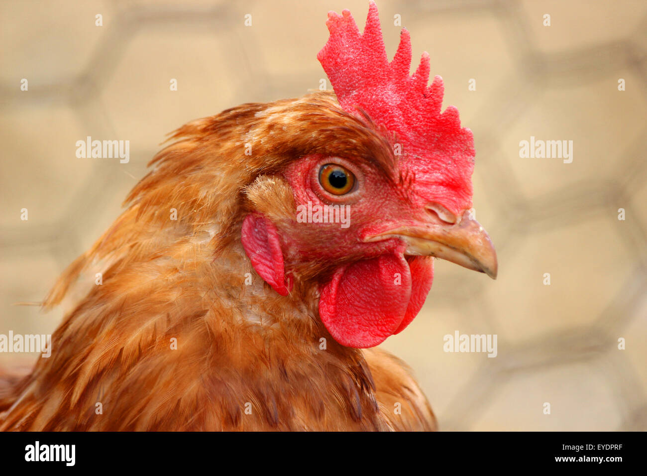 Un gros plan d'une tête de poulet domestique avec un panier métallique à l'arrière-plan. Banque D'Images