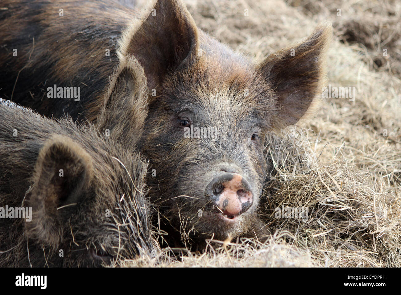 Deux porcs dans une ferme située à Hay, l'un à la recherche jusqu'à l'appareil photo Banque D'Images