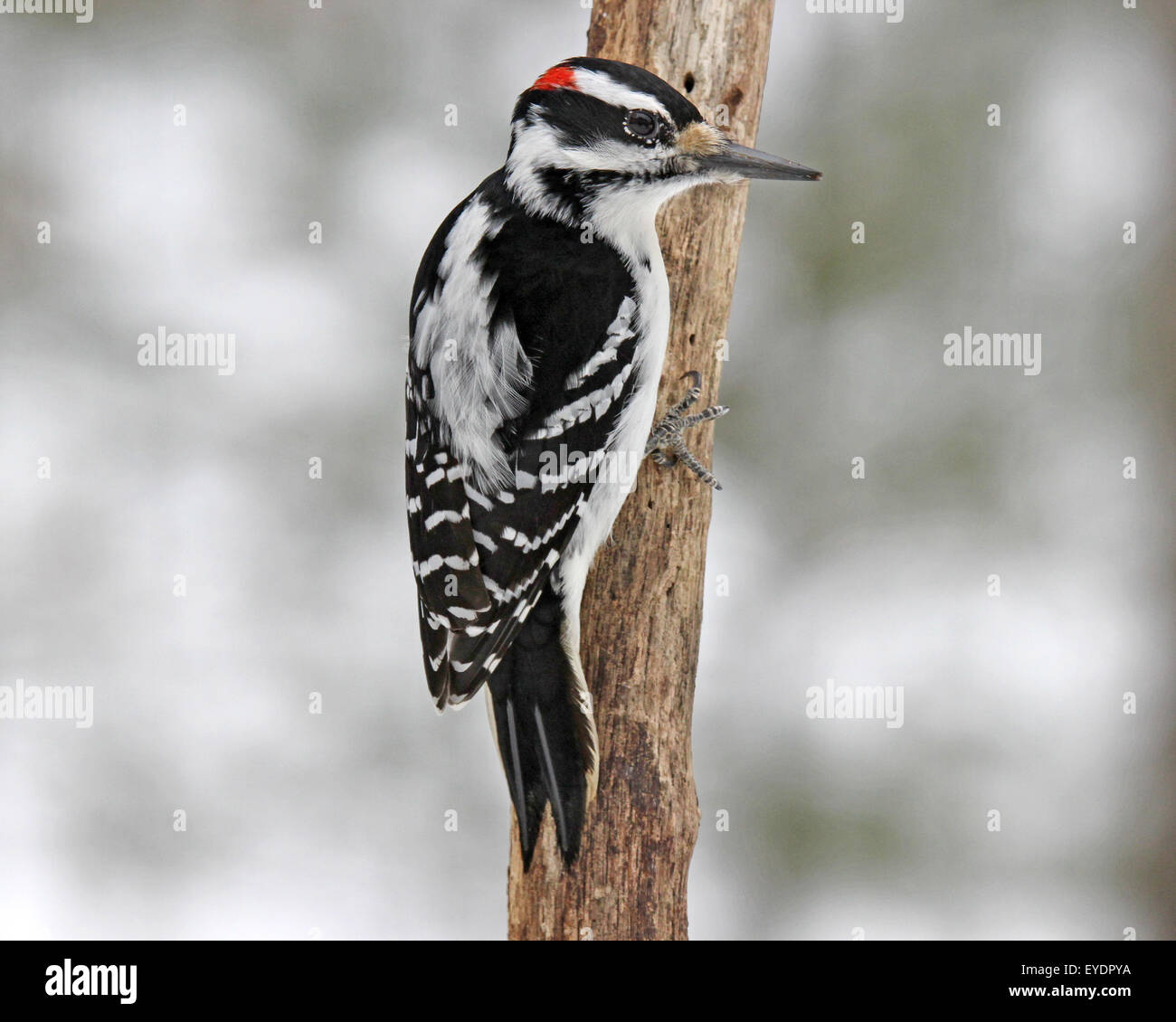 Un mâle Pic chevelu (Picoides villosus) perché sur une branche en hiver. Banque D'Images