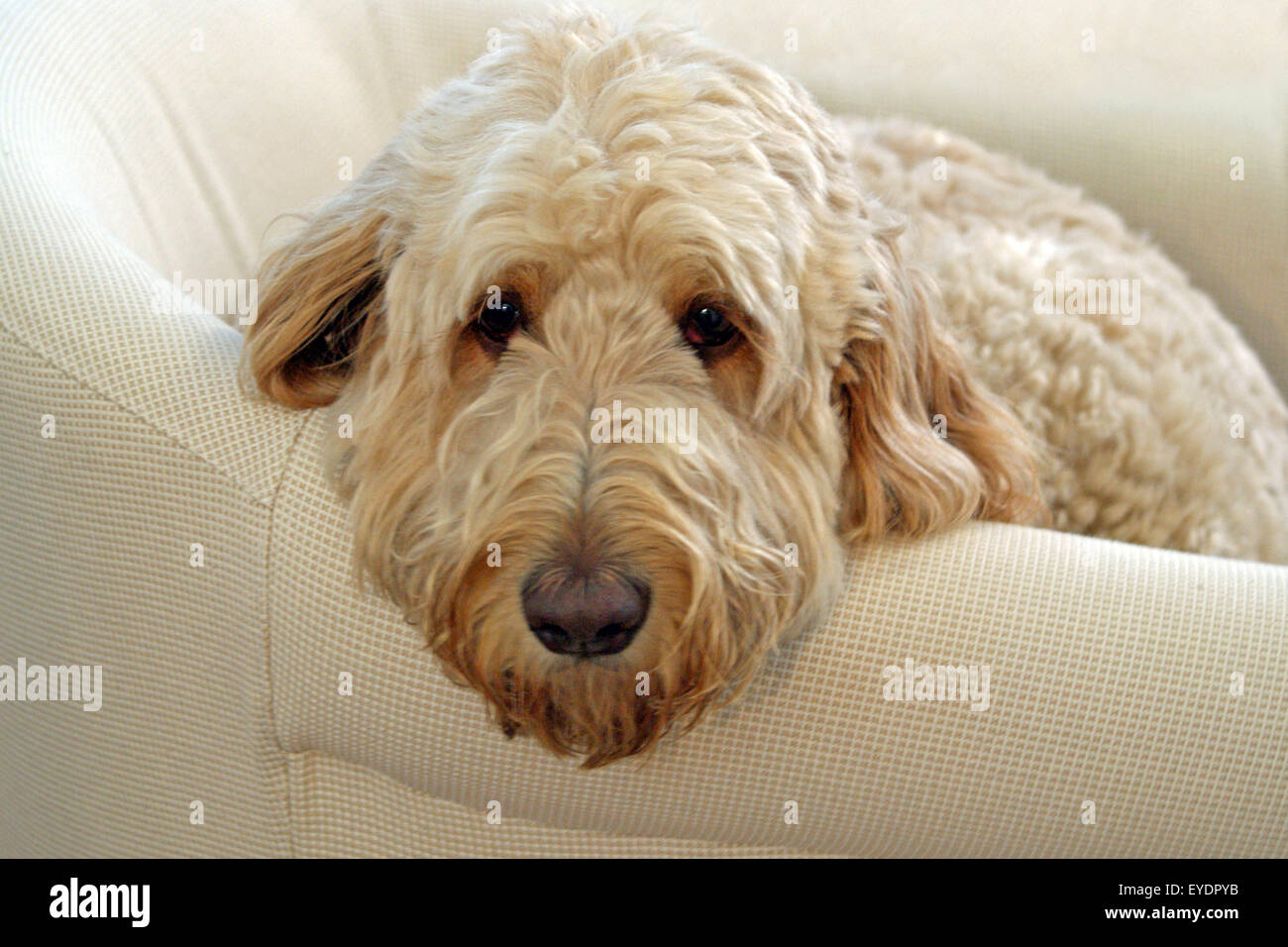 Un grand chien Golden Doodle vous détendre sur un canapé couleur crème. Banque D'Images