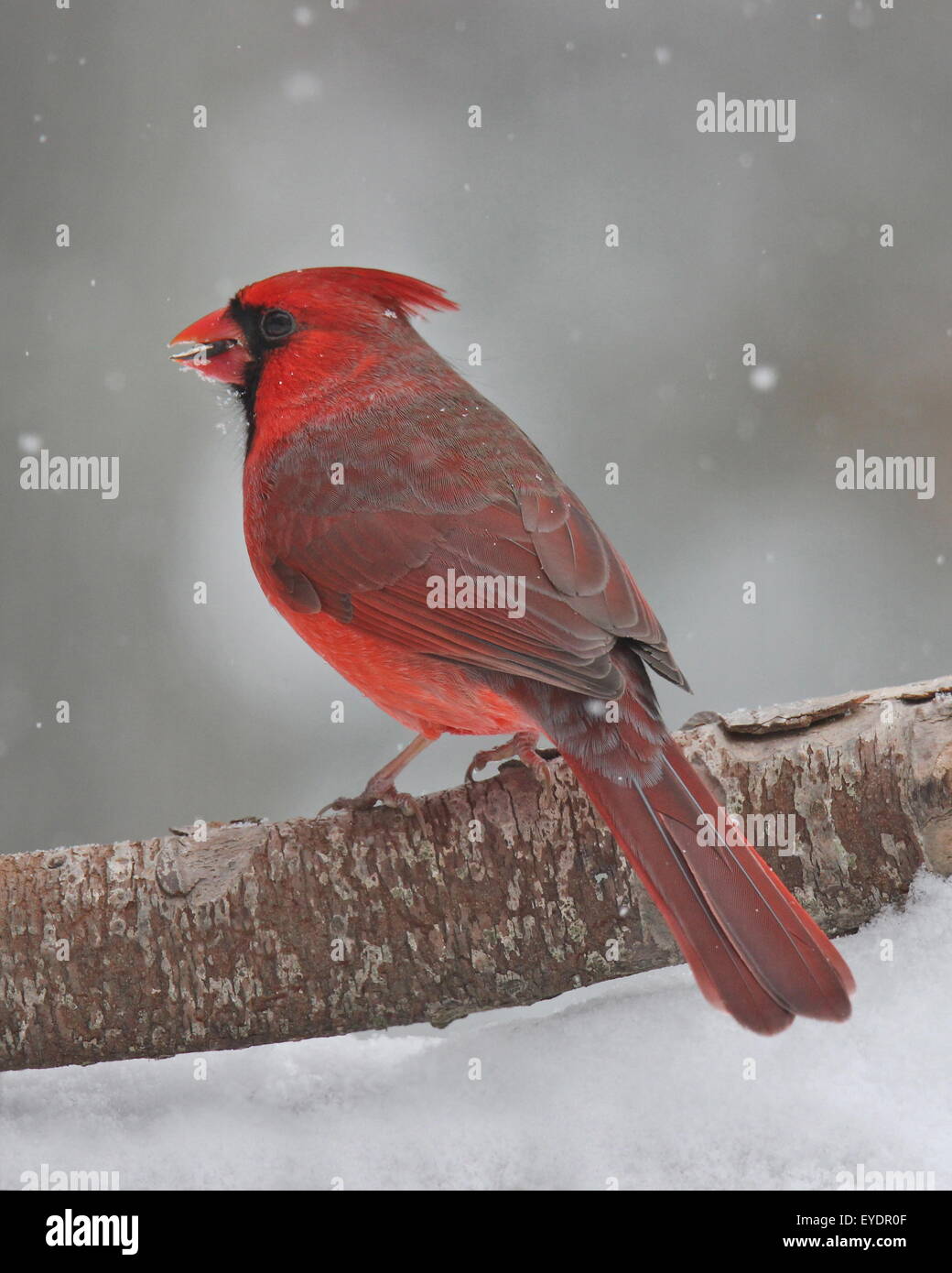 Un mâle Cardinal rouge (Cardinalis cardinalis) perché sur une branche lors d'une journée d'hiver enneigée Banque D'Images