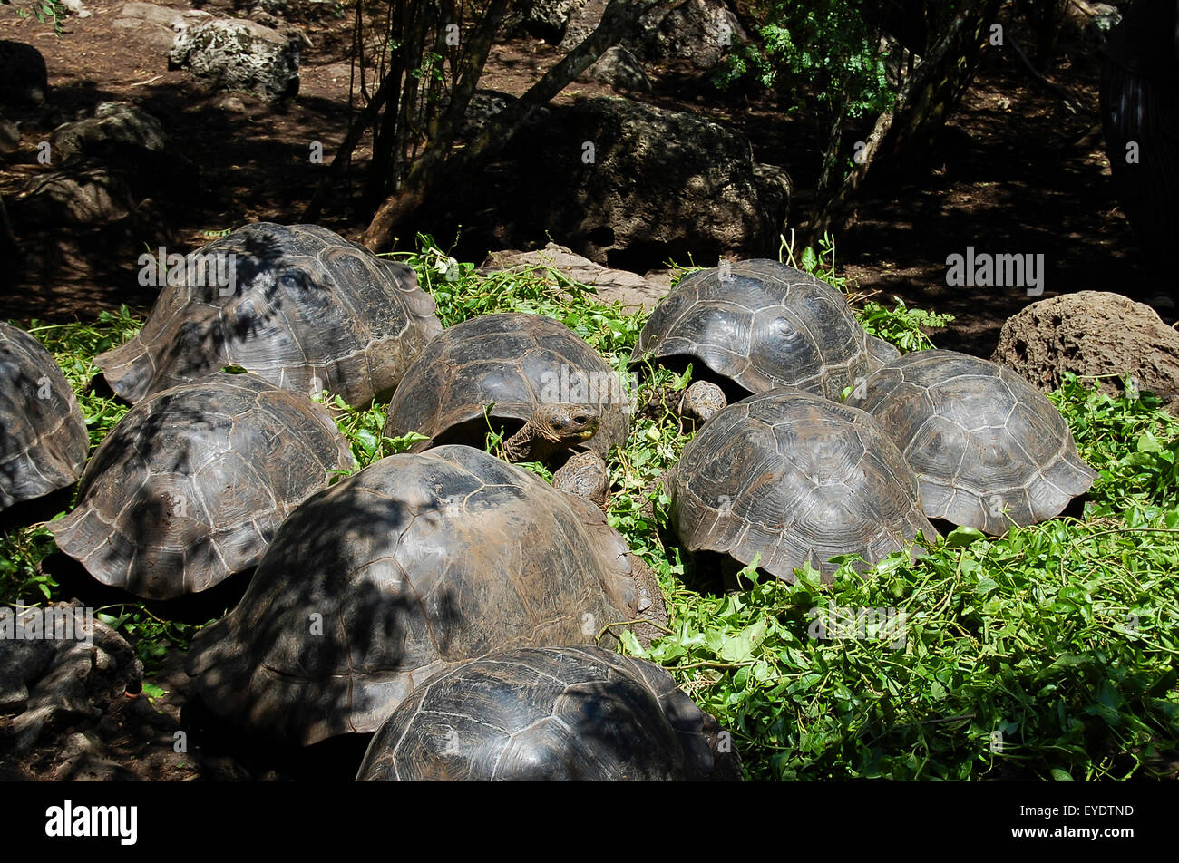 Les tortues géantes des Galapagos - Equateur - Banque D'Images