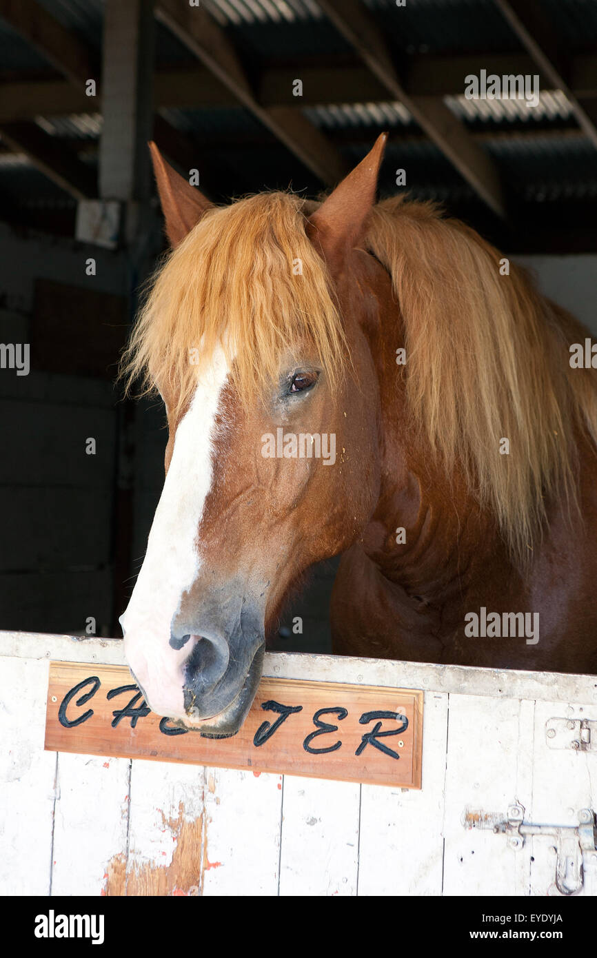 Un cheval nommé Chester dans un stand au milieu de la Californie State Fair, Paso Robles, Californie, États-Unis d'Amérique Banque D'Images