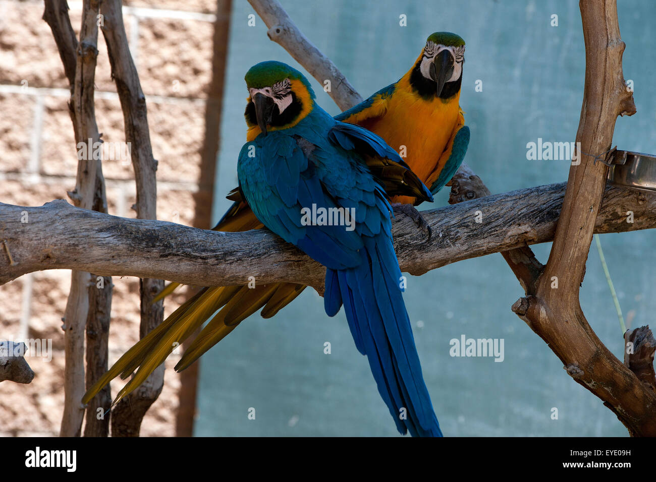 Une paire d'Aras bleu et or (Ara ararauna), Zoo Charles Paddock, Atascadero, Californie, États-Unis d'Amérique Banque D'Images Une paire d'Aras bleu et or (Ara ararauna), Zoo Charles Paddock, Atascadero, Californie, États-Unis d'Amérique Banque D'Images
