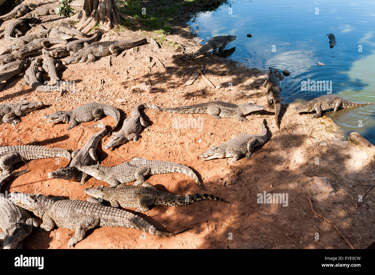 Les crocodiles de couchage. Pince crocodile (crocodylus rhombifer cubaine) Banque D'Images