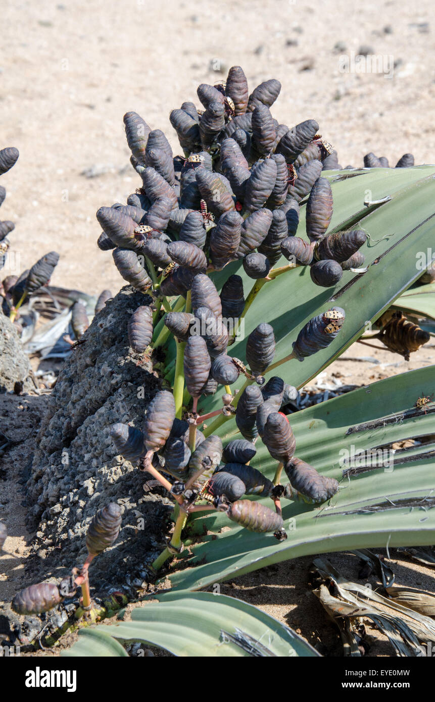 Welwitschia Welwitschia (plante femelle mirabilis), Messum Crater, Namibie, Afrique Banque D'Images