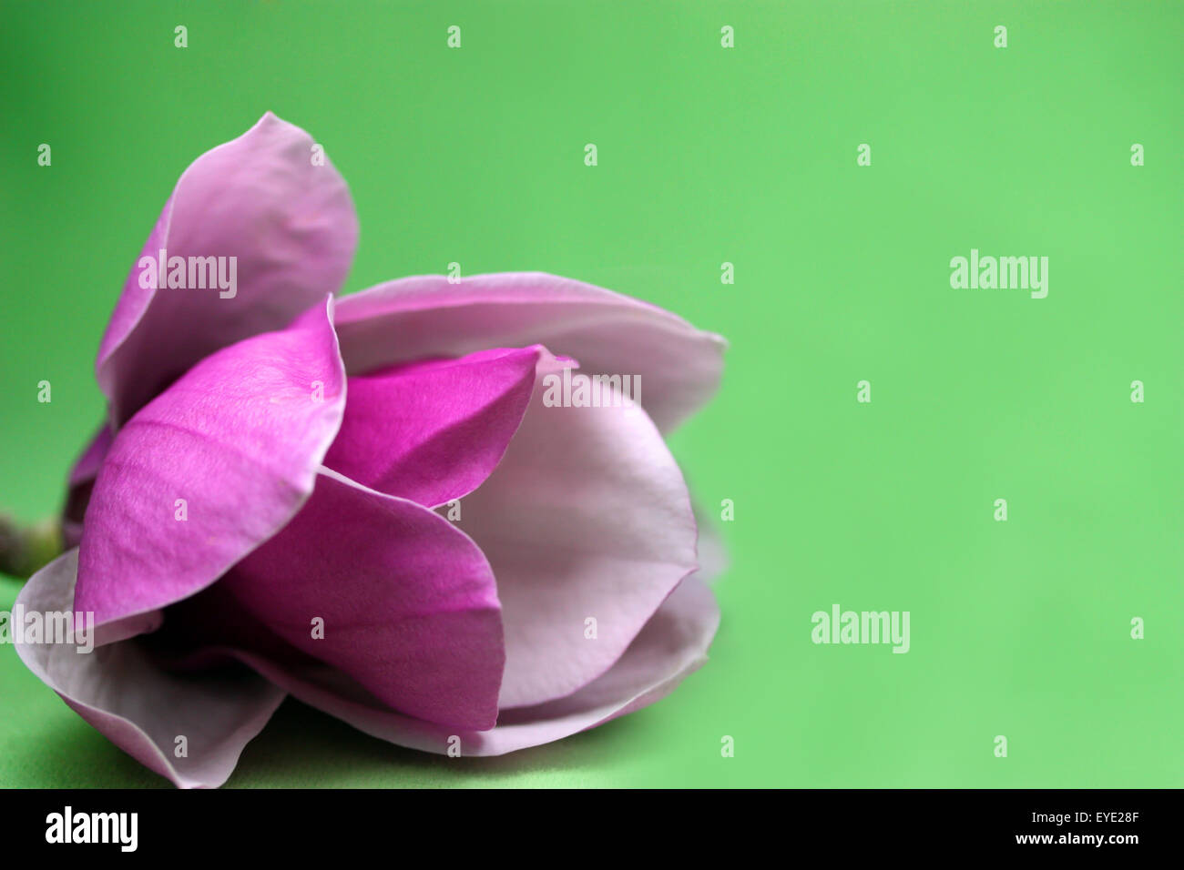 Magnolia fleurs sur fond vert Banque D'Images