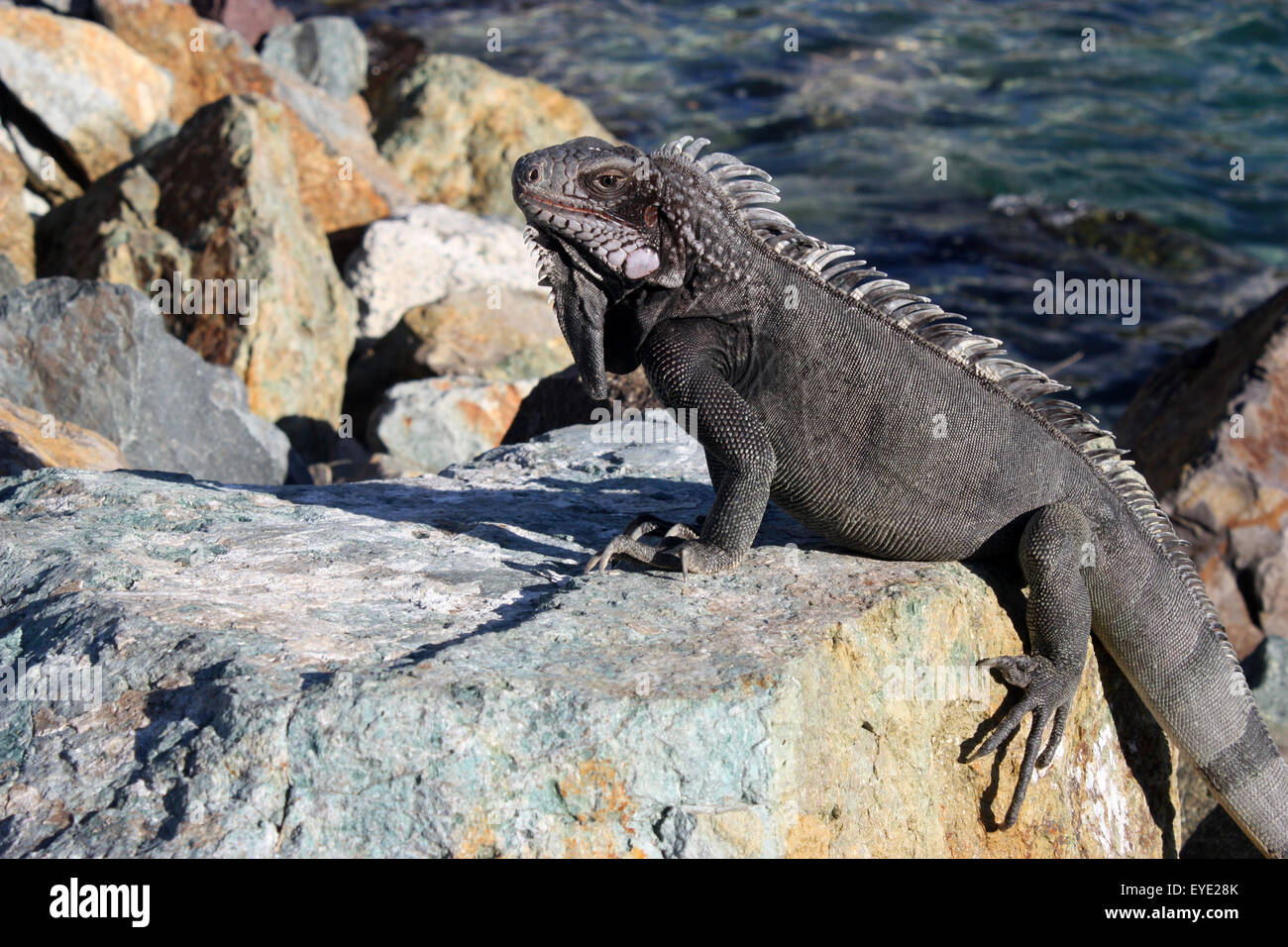 Iguana gris sur les rochers près de l'eau de mer Banque D'Images