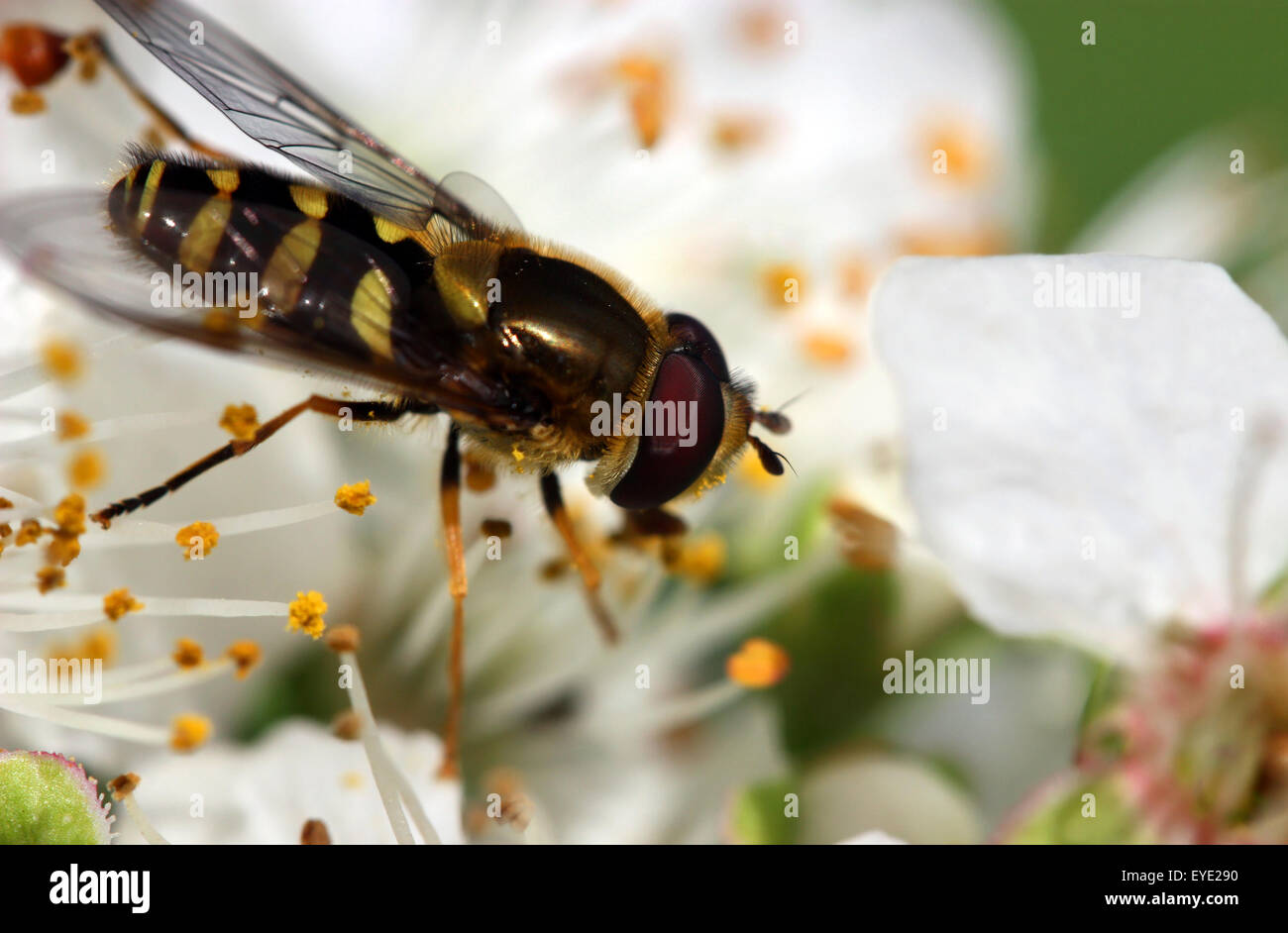Close up d'insecte sur fleur de printemps Banque D'Images
