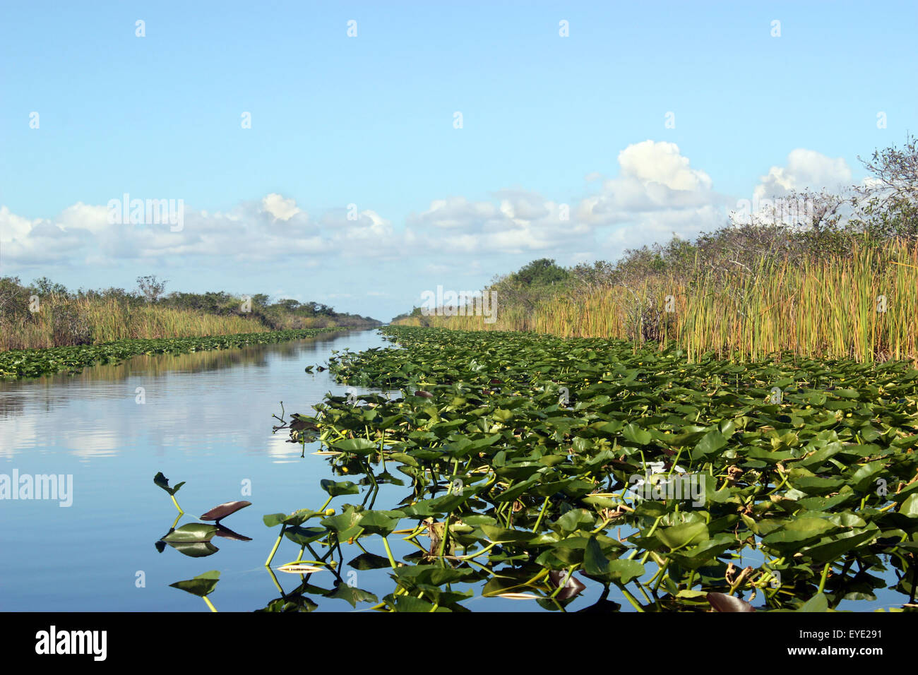 Le Parc National des Everglades en Floride Banque D'Images
