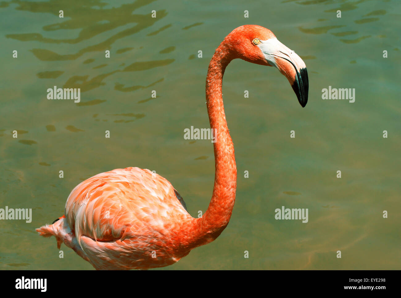 Flamant rose magnifique près de l'eau Banque D'Images