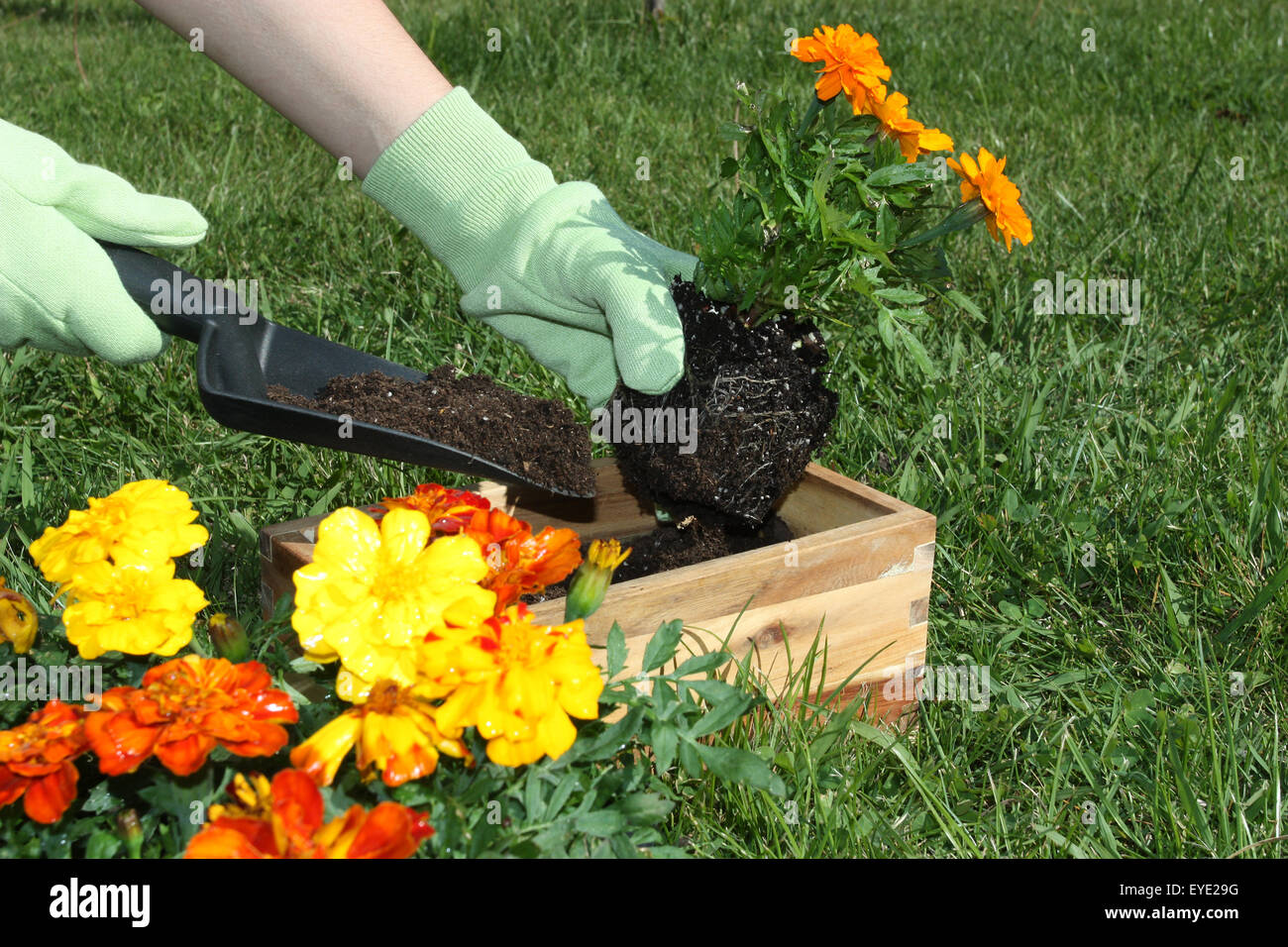 Fleurs en pot en plein air au printemps Banque D'Images