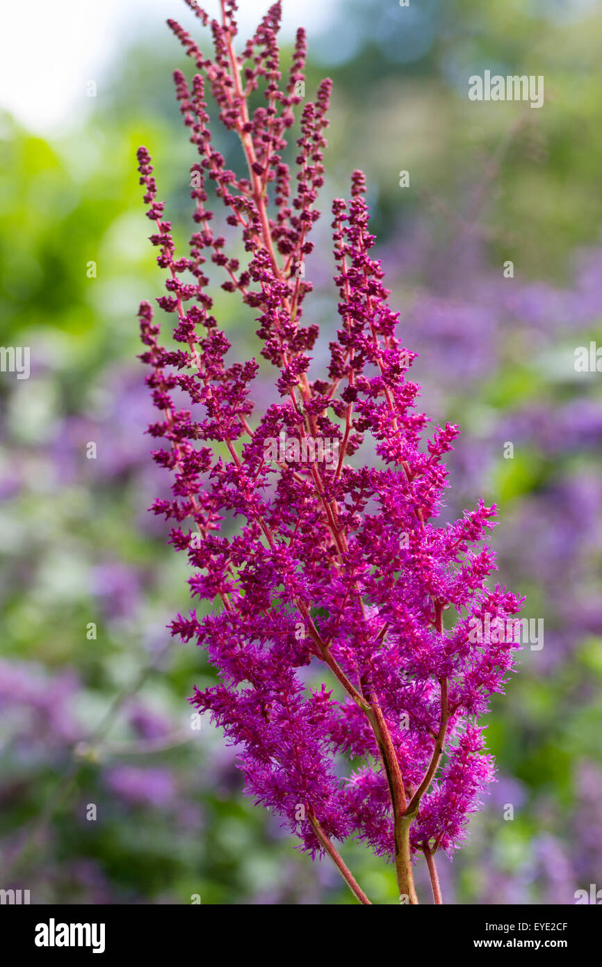 Fleur de l'amour de l'humidité, vivaces Astilbe chinensis var. taquetii 'Purpurlanze' Banque D'Images