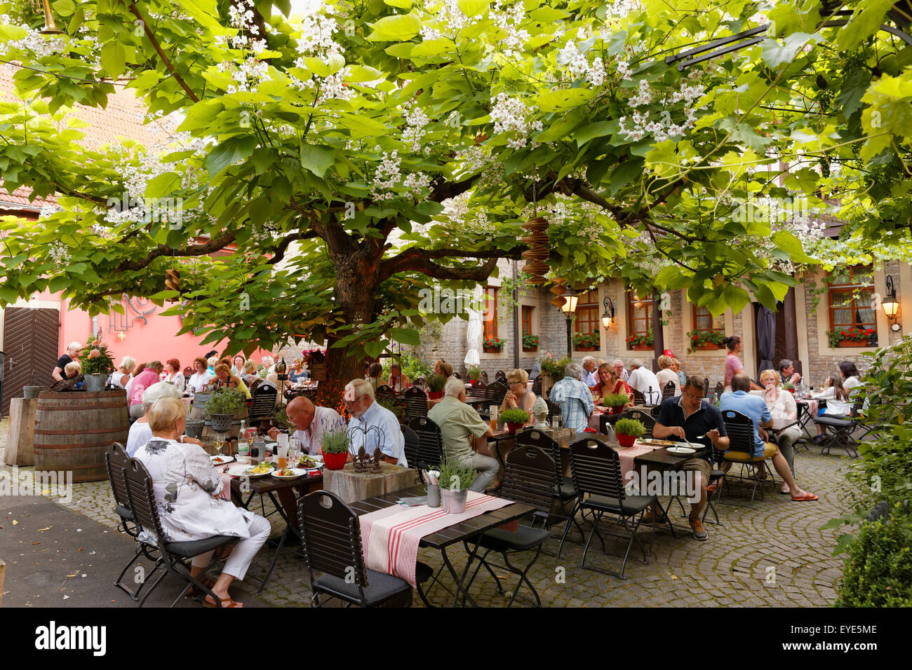 Gasthof zum Storch, coin salon extérieur sous un arbre catalpa, Prichsenstadt, en Basse-franconie, Franconia, Bavaria, Germany Banque D'Images