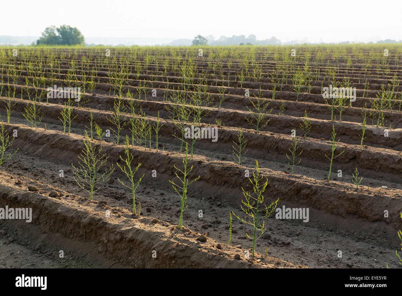 L'asperge (Asparagus officinalis), champ d'asperges, Prichsenstadt, en Basse-franconie, Franconia, Bavaria, Germany Banque D'Images