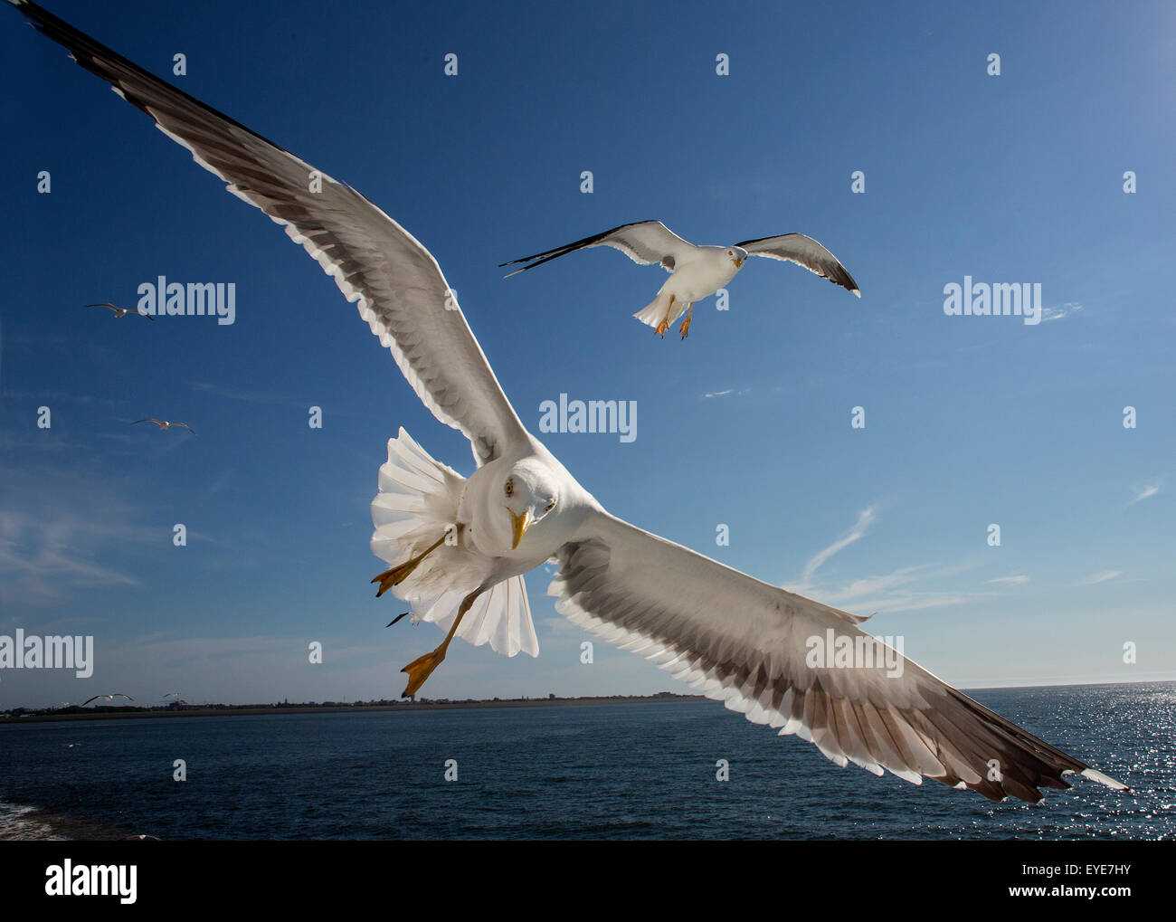 Les mouettes à la suite d'un ferry à la recherche de nourriture Banque D'Images