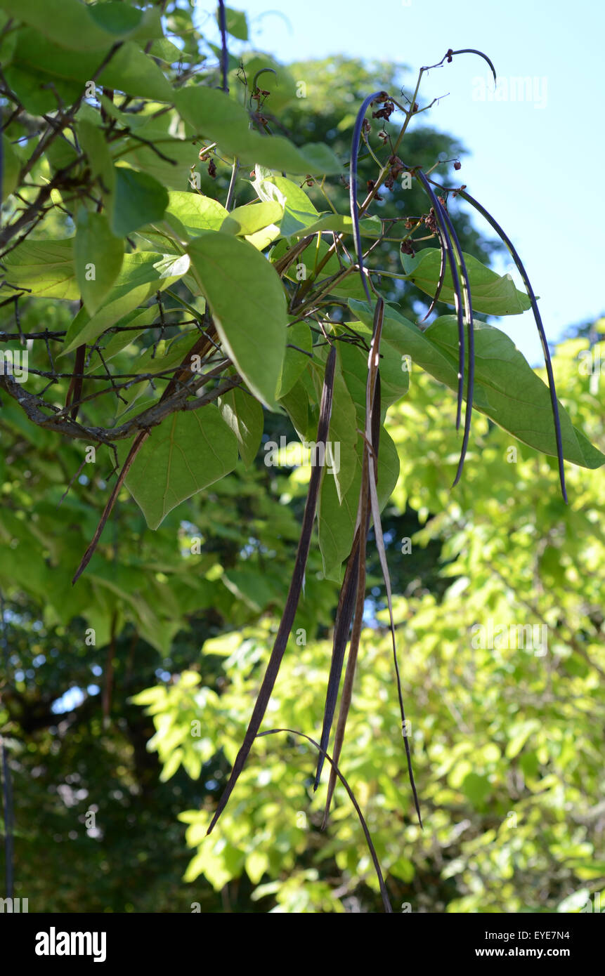 Arbre généalogique de haricots indiens Banque D'Images