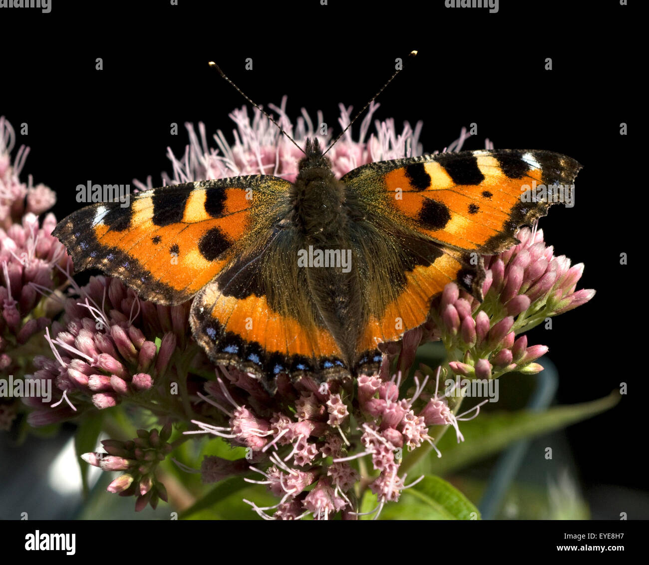 Kleiner Fuchs, Aglais urticae, Wasserdost, Banque D'Images