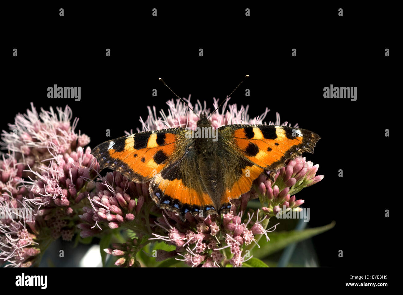 Kleiner Fuchs, Aglais urticae, Wasserdost, Banque D'Images