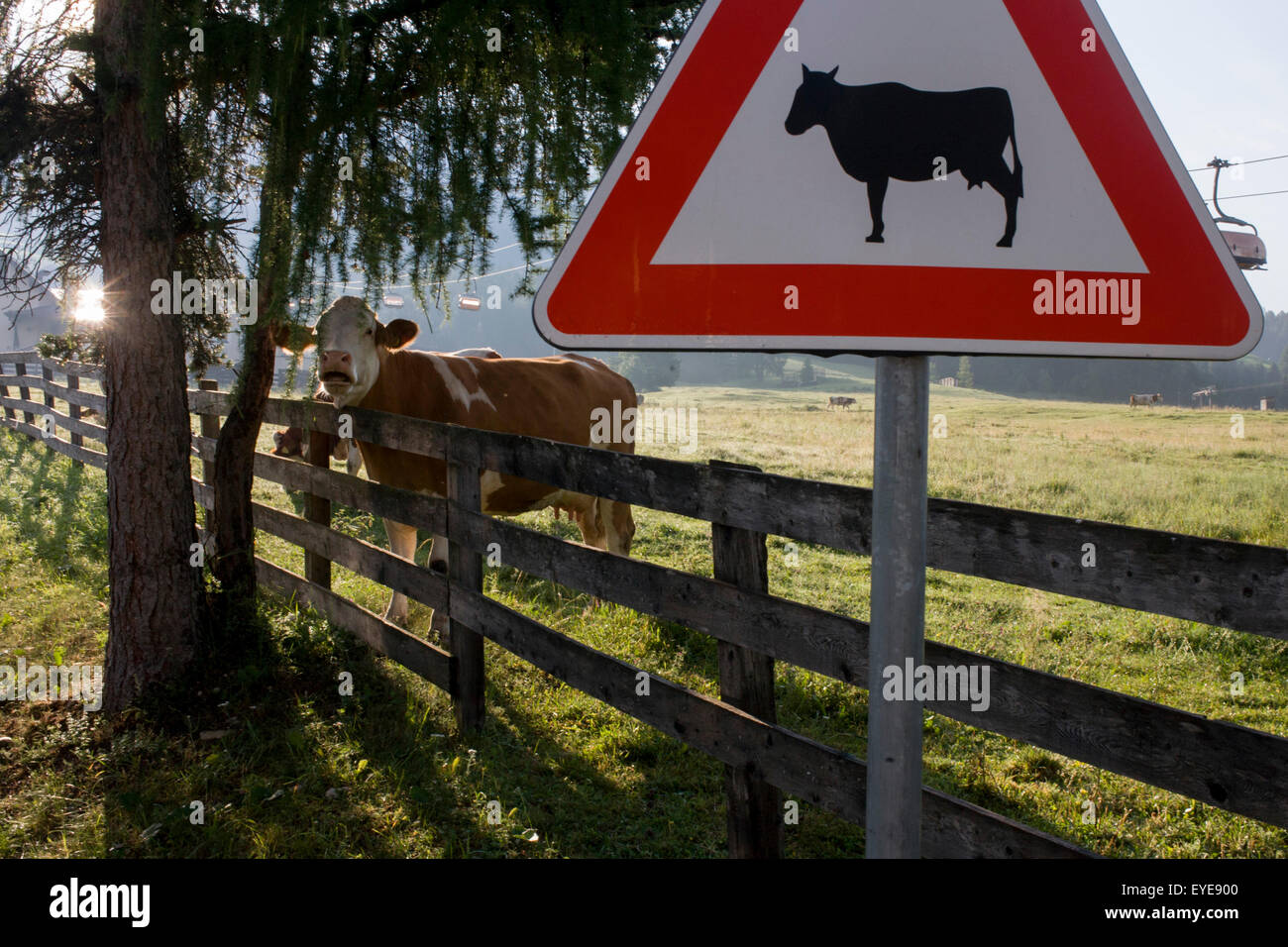 Vaches alpines de pâturage dans un domaine où d'un télésiège fonctionne en Leonhard-St frais généraux, un village Leonardo Dolomites Tyrol du sud, Banque D'Images