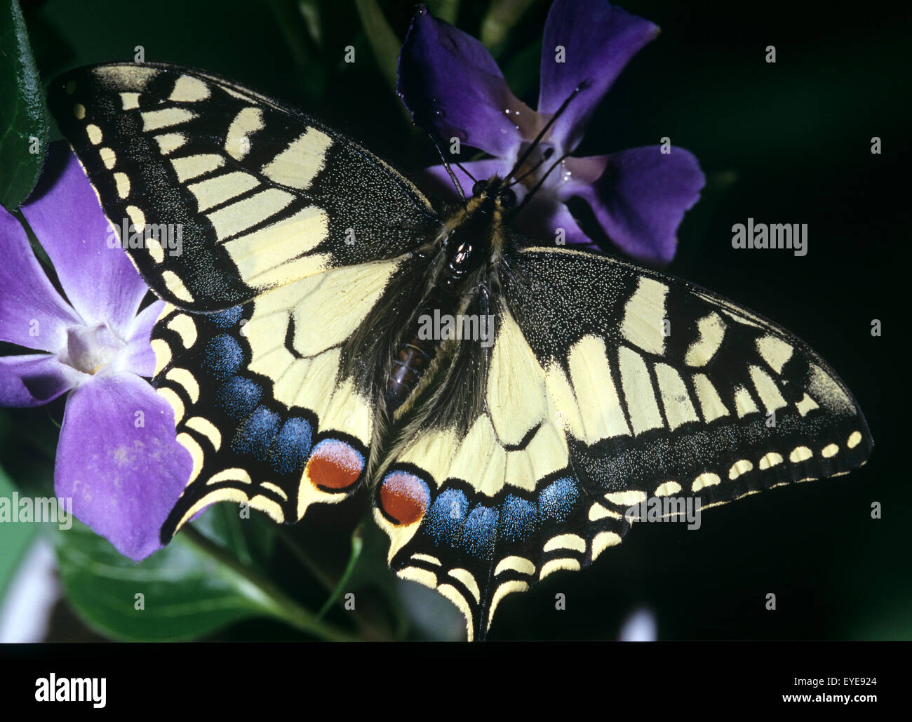 Papilio machaon, Schwalbenschwanz Banque D'Images