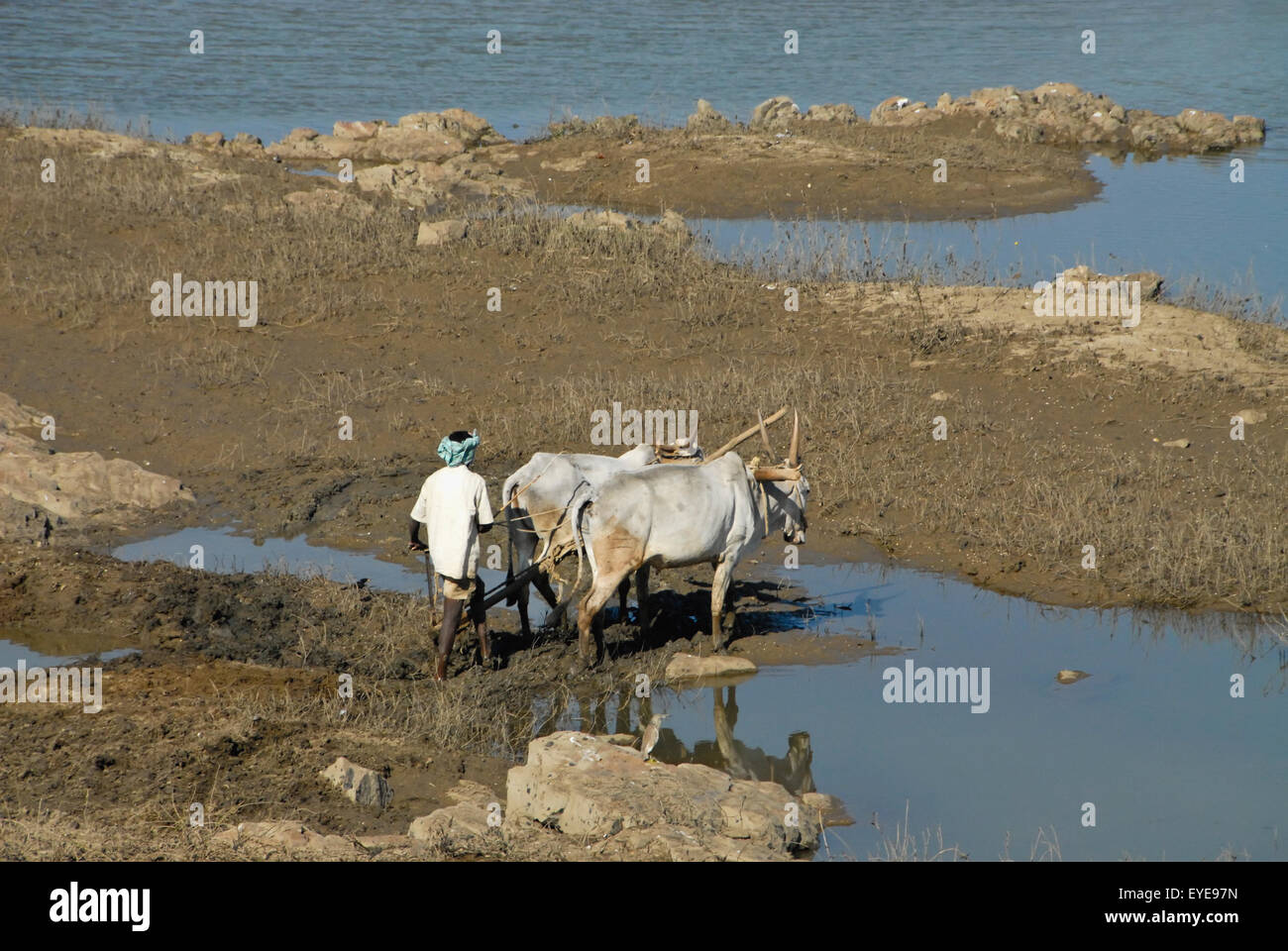 Farmer Ploughing Field à l'aide de boeufs sur le fleuve Cauvery, Karnataka, Inde Banque D'Images