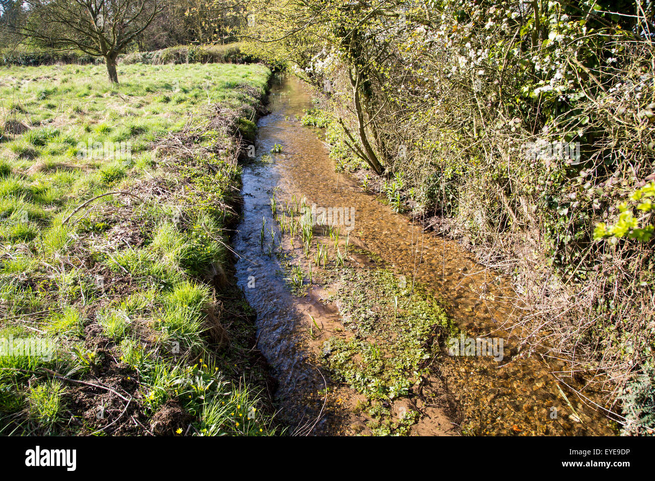 Cours d'eau peu profonde de Shottisham Brook, Suffolk, Angleterre, RU Banque D'Images