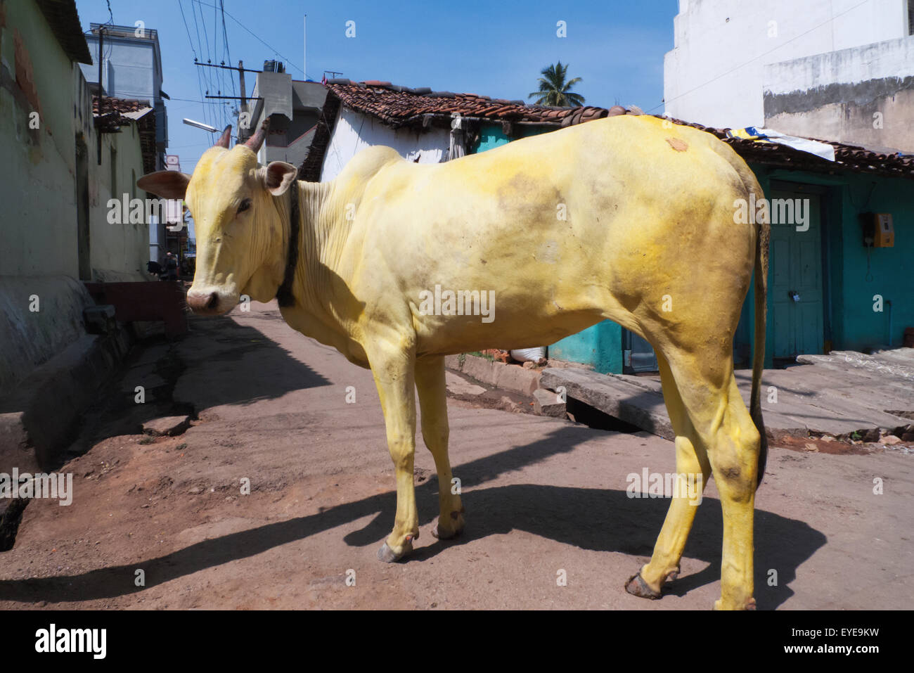 Vache jaune sur un Backstreet à Mysore, Karnataka, Inde Banque D'Images