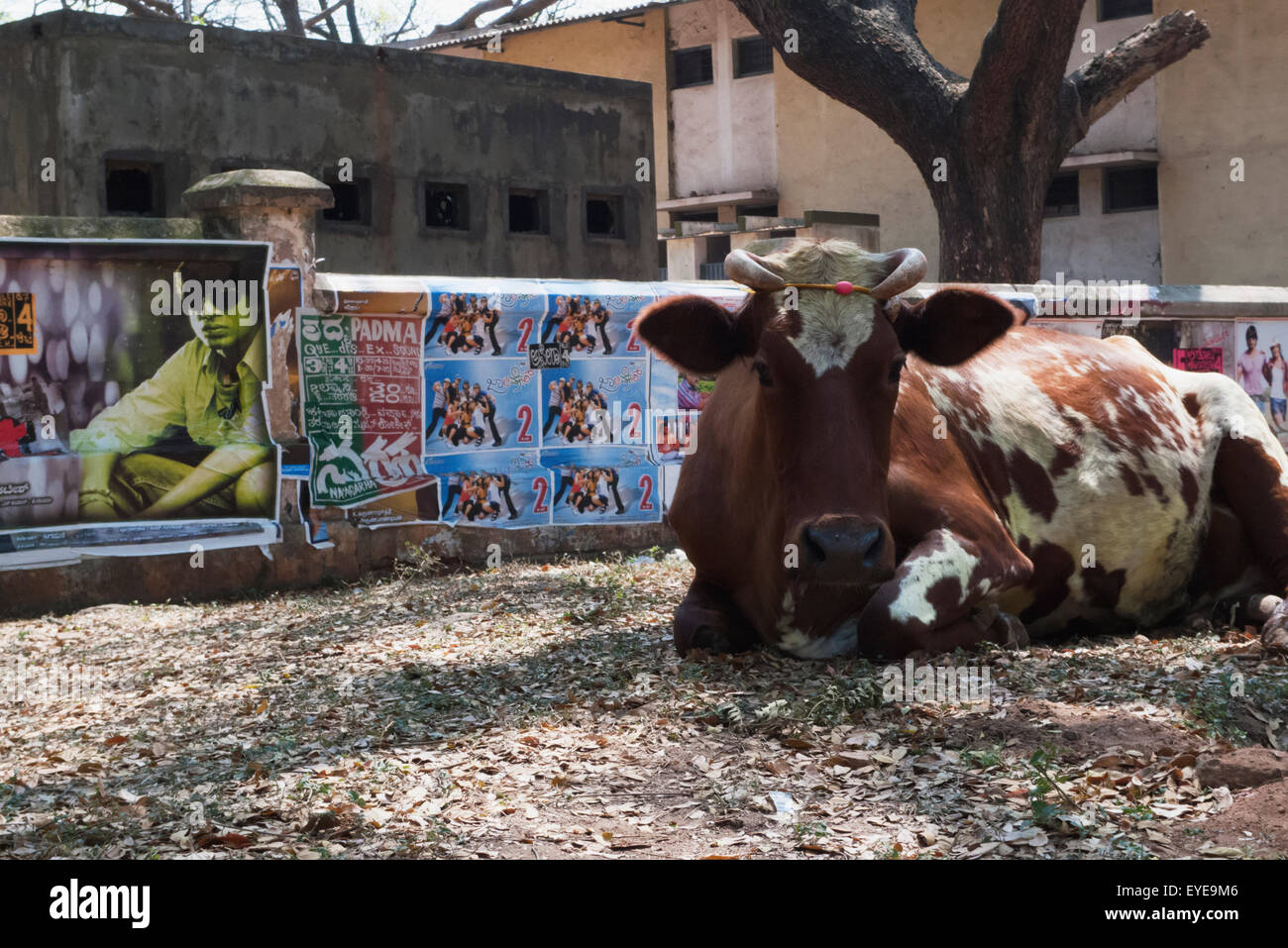 Holy Cow devant des affiches de Bollywood à Mysore, Karnataka, Inde Banque D'Images