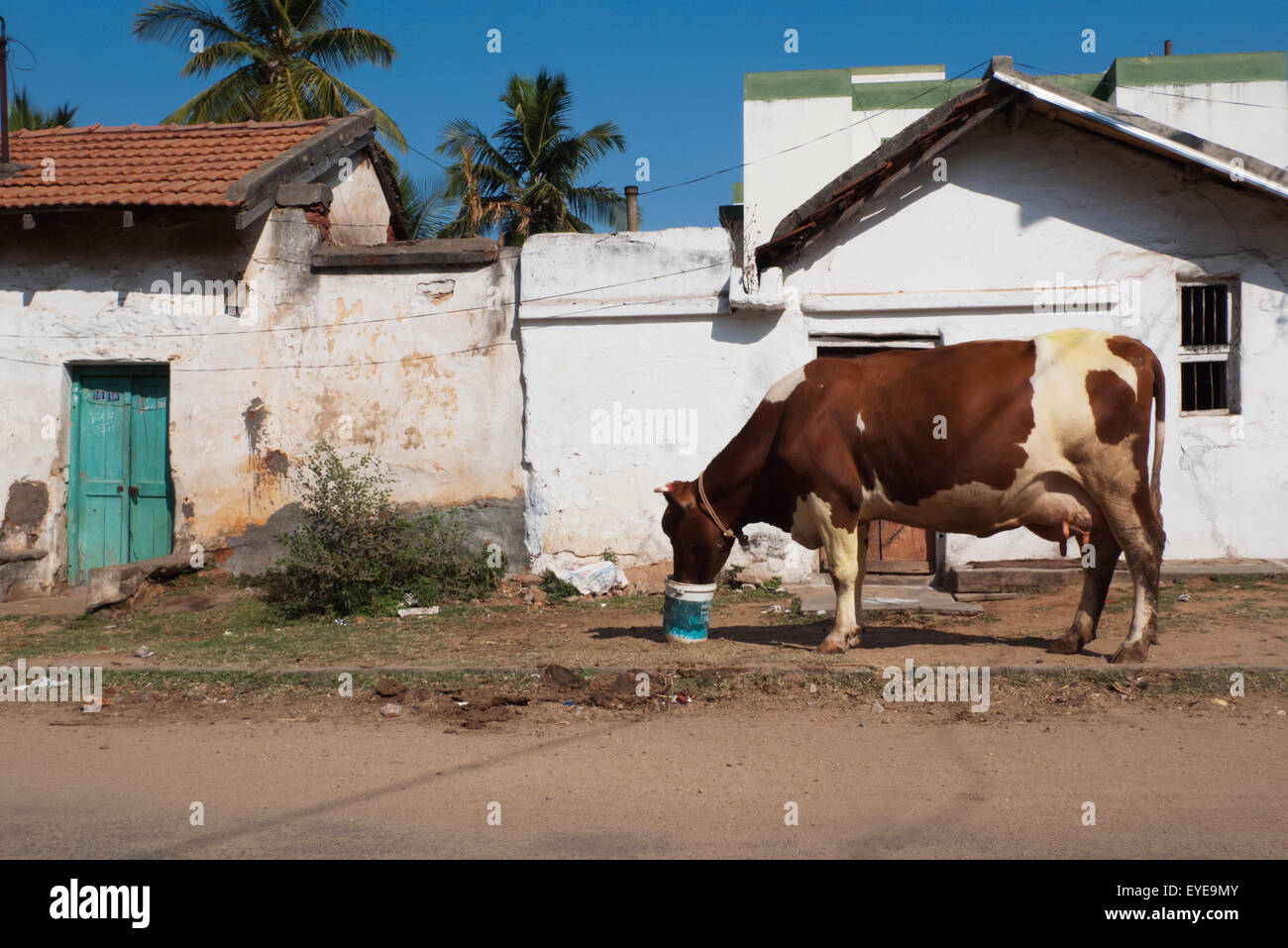 Vache dans un Krishnamurthypuram de Backstreet à Mysore, Karnataka, Inde Banque D'Images