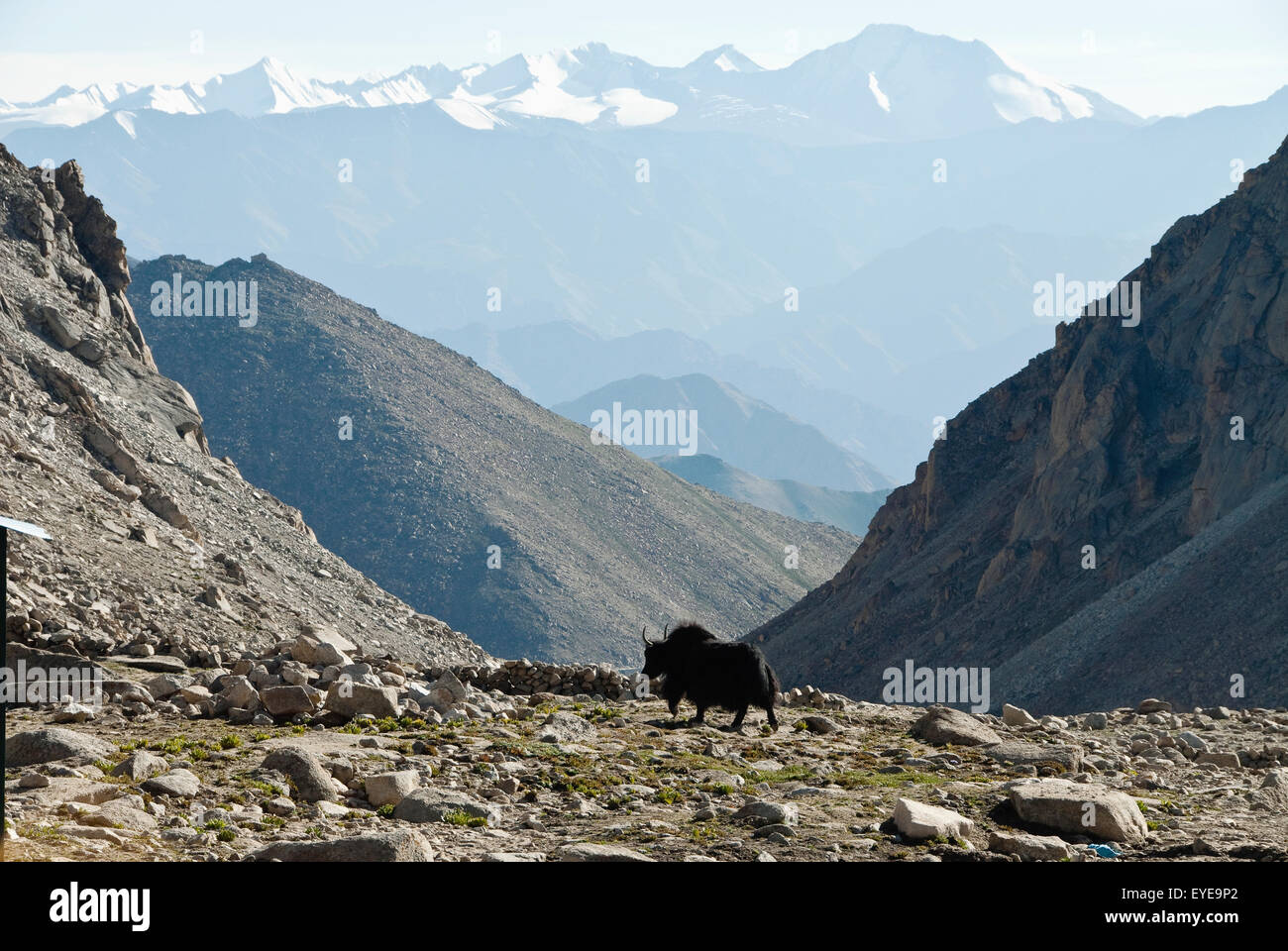 Yak dans les montagnes de Chang La, au Ladhak, Inde Banque D'Images