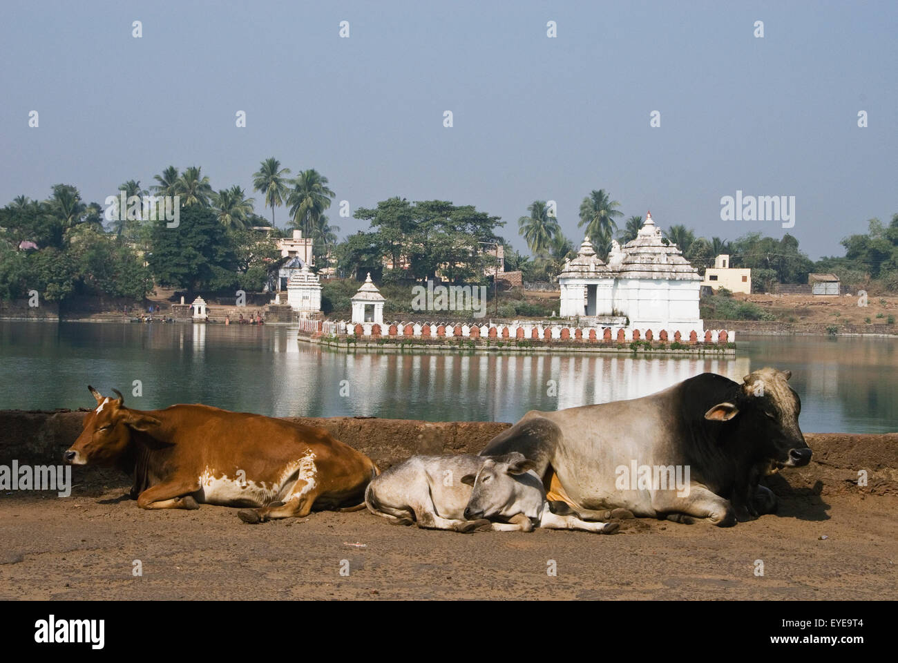 Les vaches se reposant à Bindu Sarovar Lake. Bhubaneswar, "Ville des Temples, Orissa, Inde Banque D'Images
