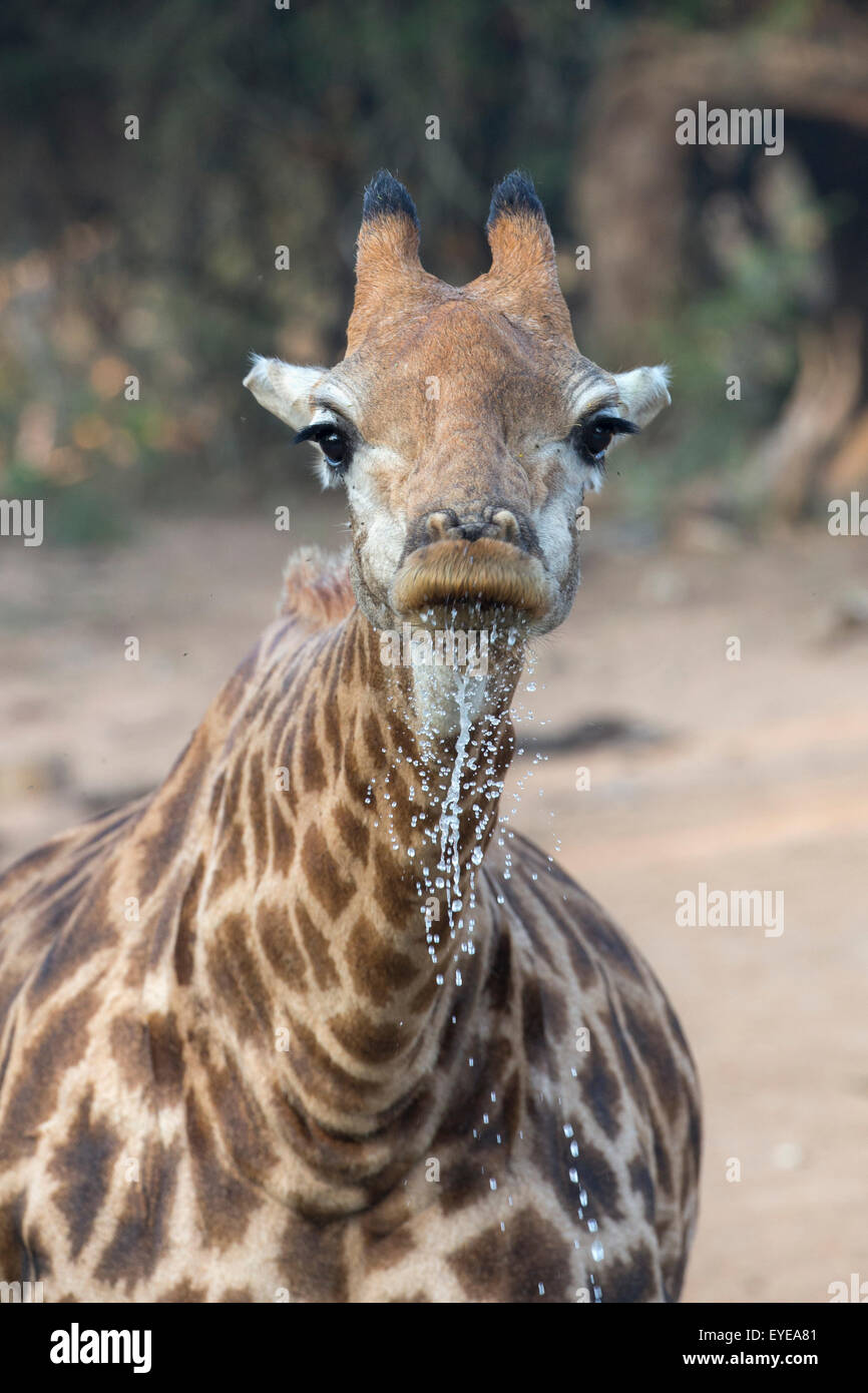 Close up of girafe au cou de levage après avoir bu (Giraffa camelopardalis), Mkhuze Game Reserve, KwaZulu-Natal, Afrique du Sud Banque D'Images