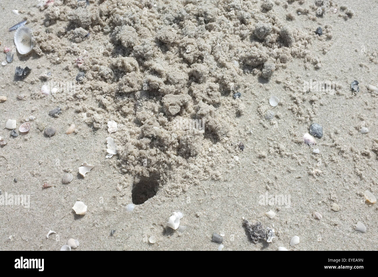 La texture du sable de plage Banque D'Images