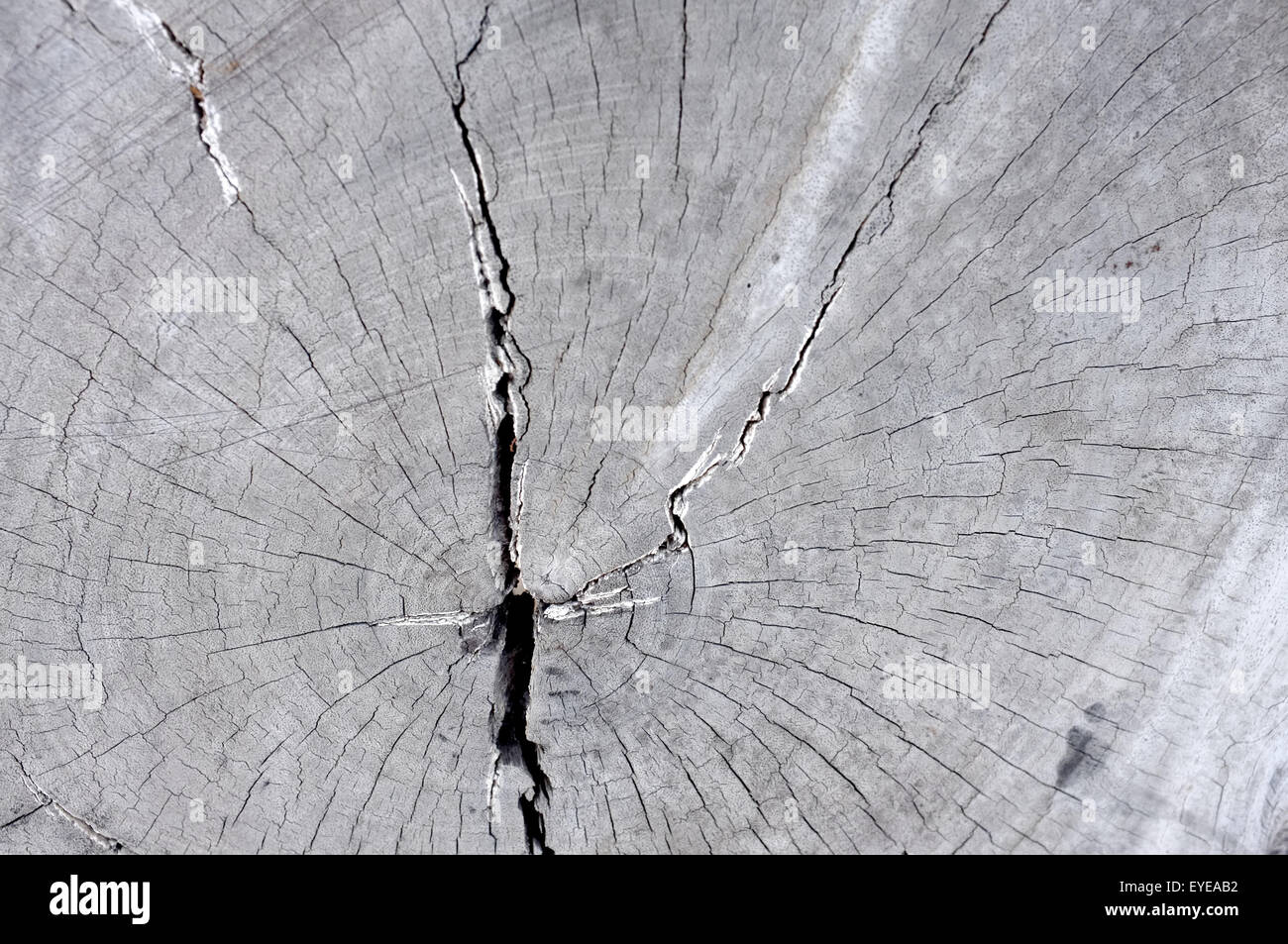 Surface de vieux bois texture coupe Banque D'Images