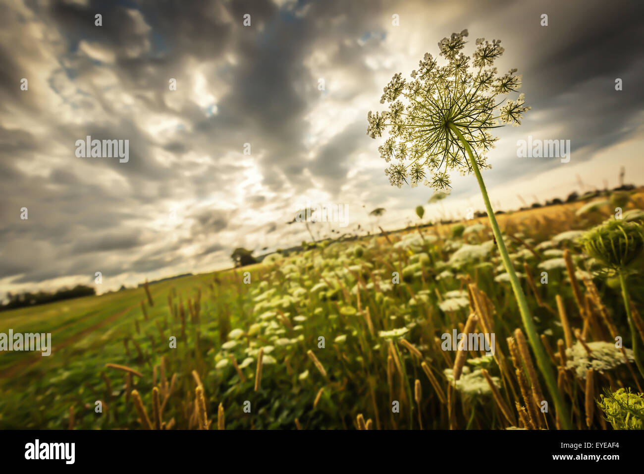 Les fleurs sauvages sur le bord du champ agricole et sous un ciel orageux. Banque D'Images