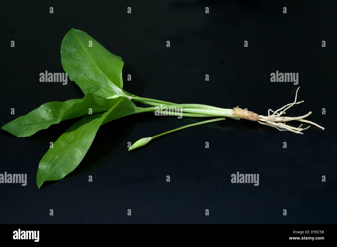 Baerlauch Allium ursinum ; ; ; Banque D'Images