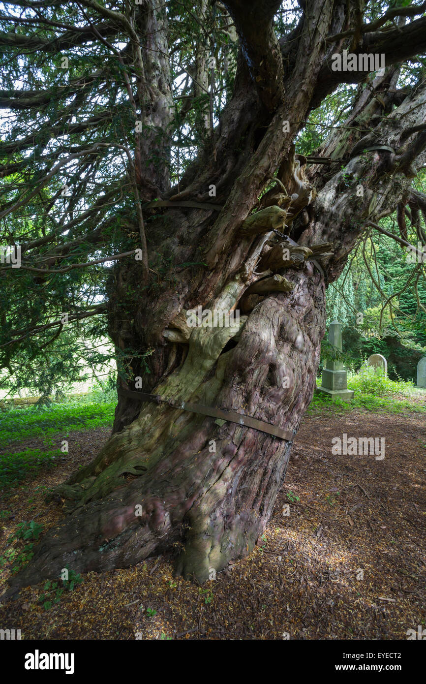 If commun antique (Taxus baccata), dans le cimetière de St Cuthbert's, Beltingham, Northumberland, Angleterre Banque D'Images