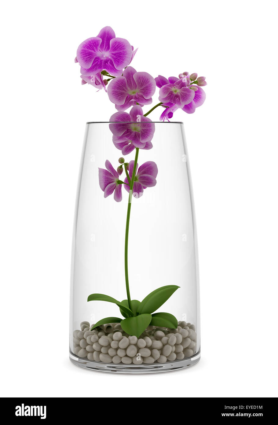 Purple orchid flower vase en verre isolé sur fond blanc Banque D'Images