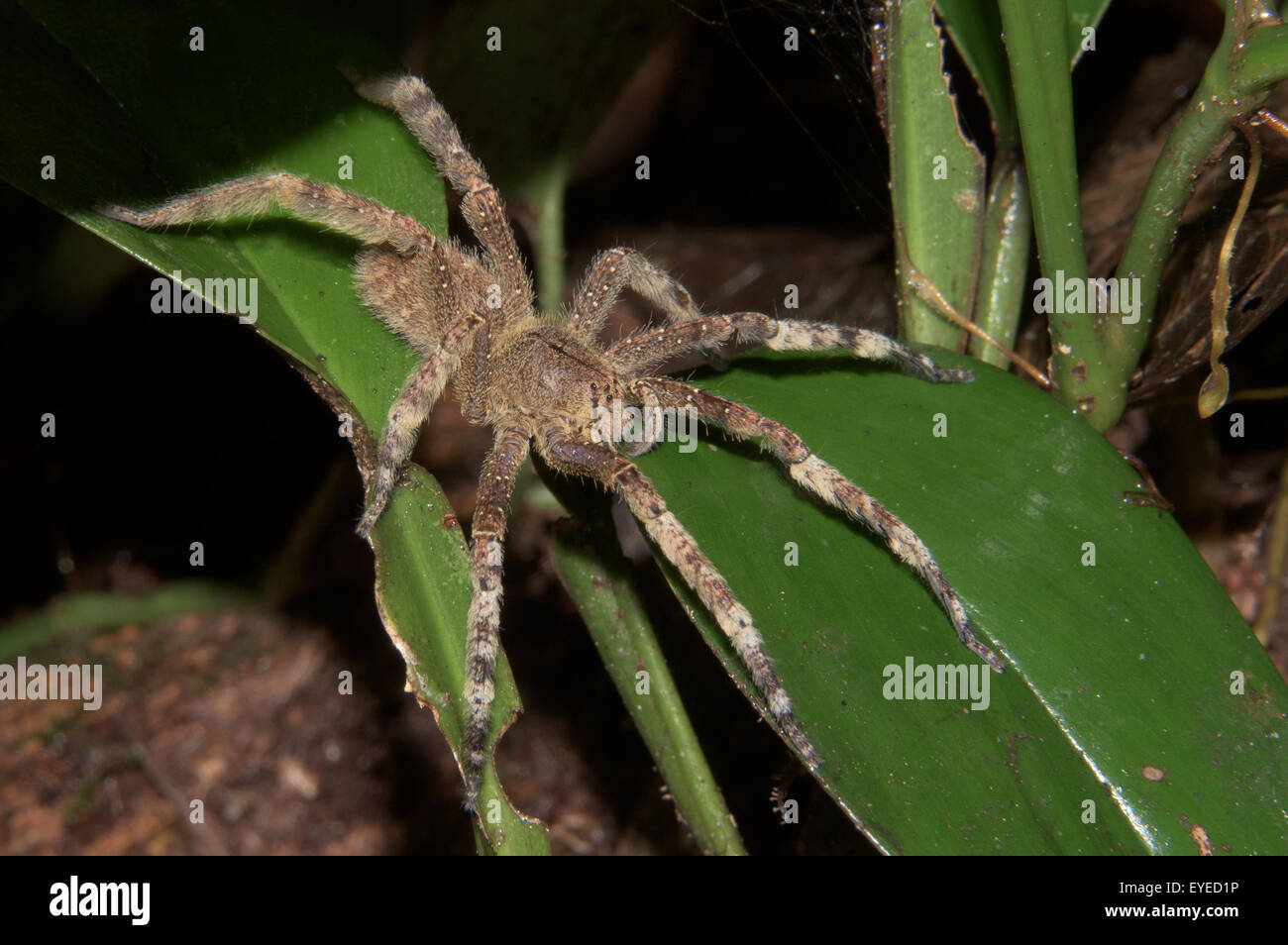 L'errance du Brésil (araignée Phoneutria fera) Banque D'Images