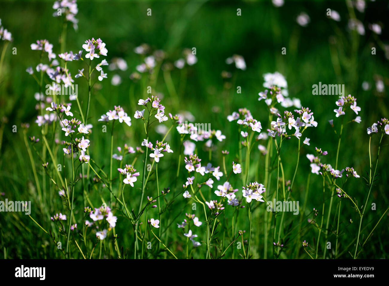 Sweet meadow fleurit en avril © Jane Ann Butler Photography JABP1304 Banque D'Images