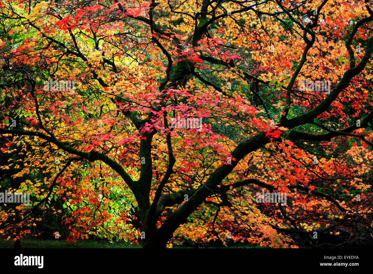 Superbe Automne érable changer la couleur de ses feuilles © Jane Ann Butler Photography JABP1286 Banque D'Images