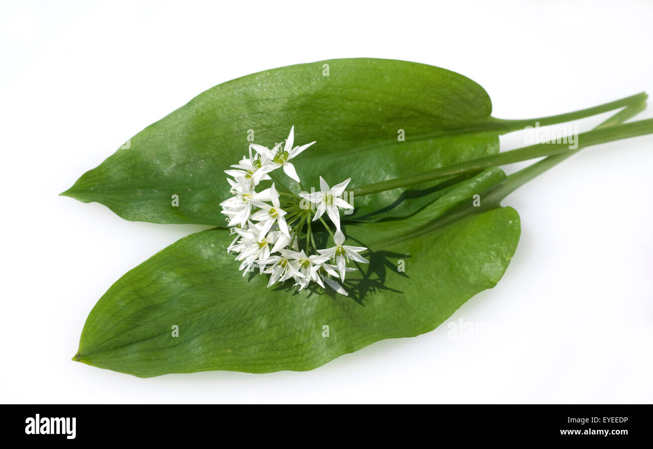Baerlauch, Allium ursinum, Zwiebelpflanze Wildkraeuter,,,, Wildgemuese Banque D'Images