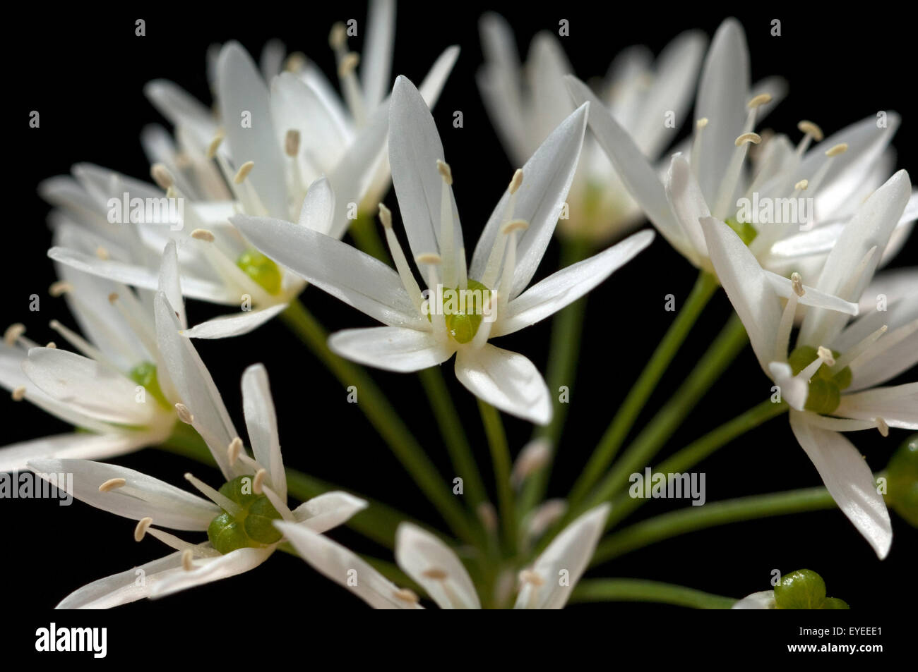 Baerlauch Allium ursinum ; ; ; Banque D'Images
