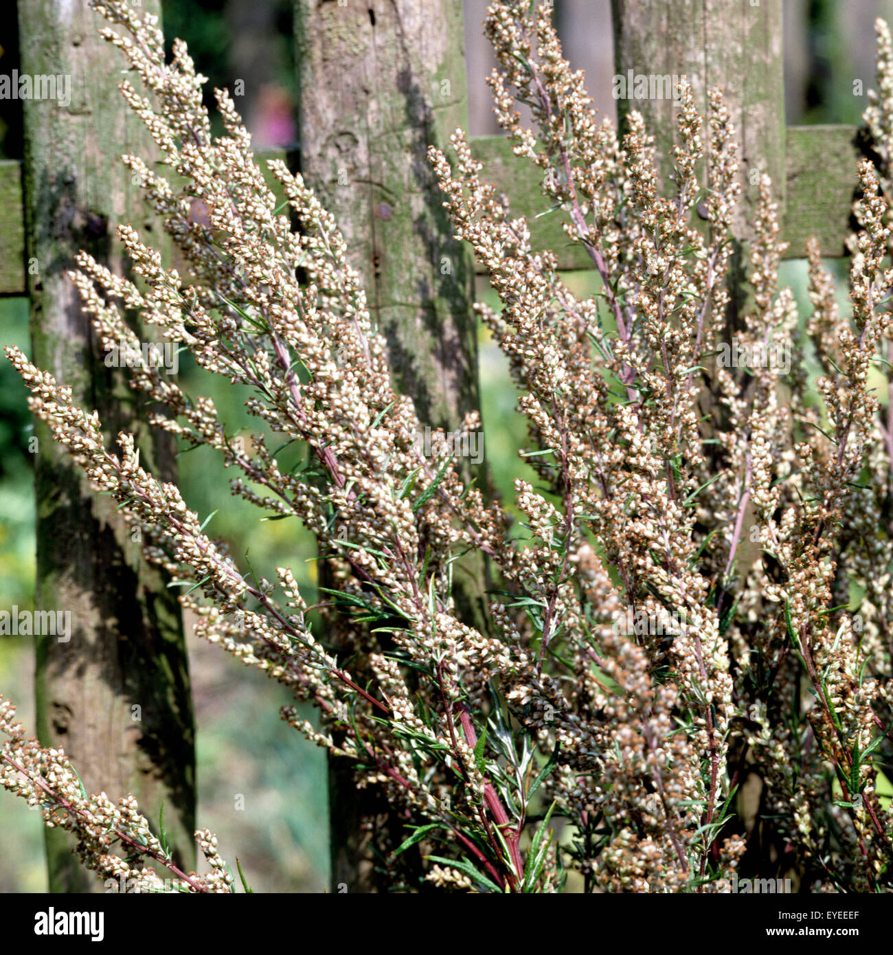 Beifuss, Artemisia vulgaris,, Heilpflanze, Kraeuter, Heilpflanzen, - Banque D'Images