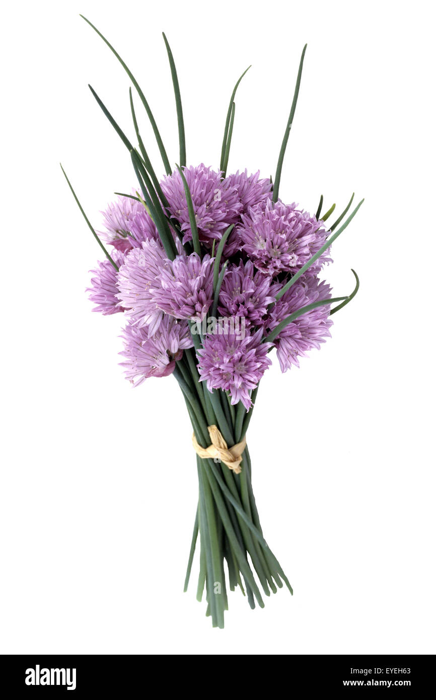 Schnittlauchhalme Schnittlauchpflanze Schnittlauch,,, Allium schoenoprasum ; ; Banque D'Images