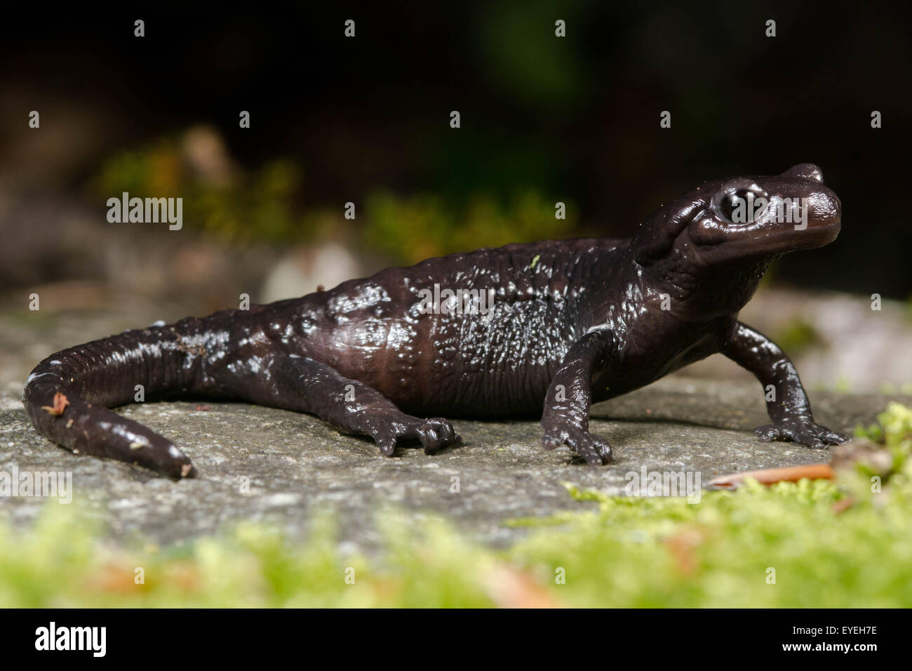 Une photo de l'Alpine salamandre (Salamandra atra) secret un résident de l'espace alpin. Banque D'Images