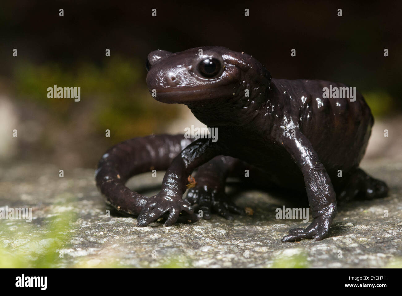 Un portrait de l'Alpine salamandre (Salamandra atra) secret un résident de l'espace alpin. Banque D'Images