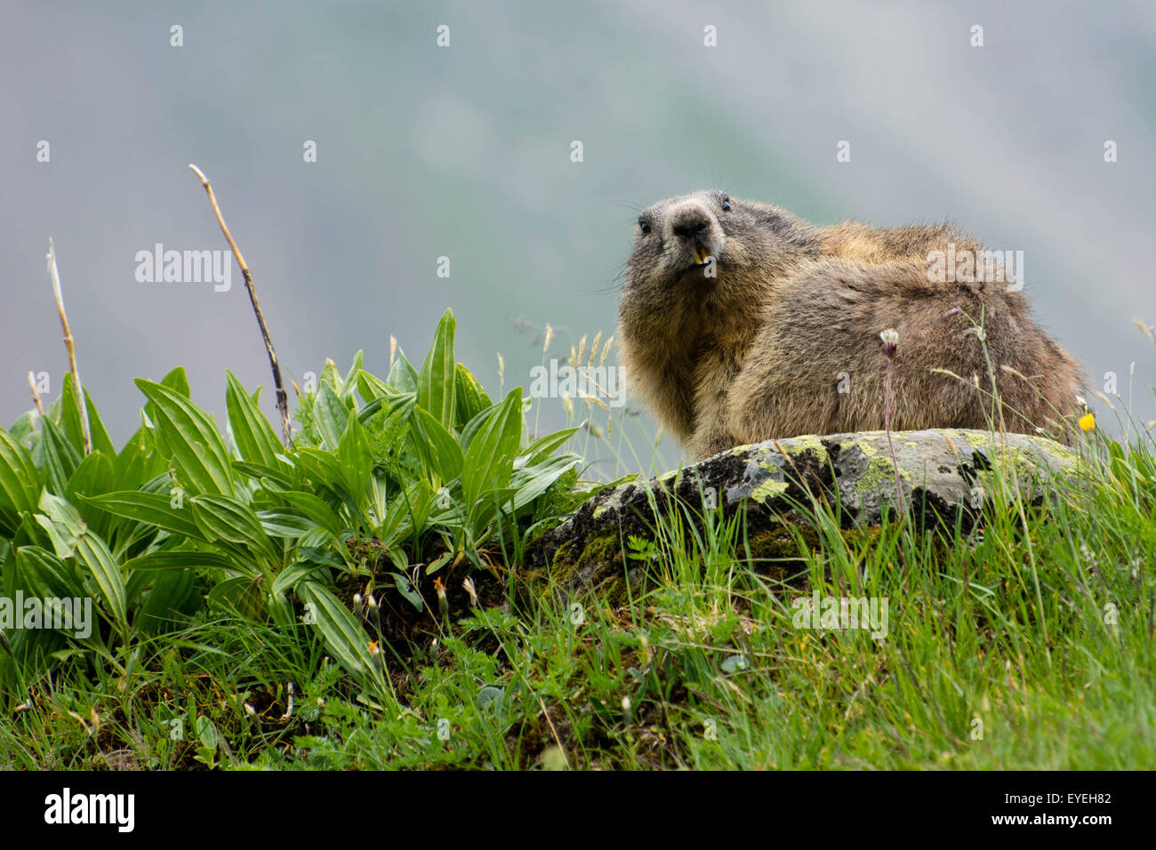 La marmotte alpine (Marmota marmota) des enquêtes auprès de ses environs à partir d'un point élevé dans les Alpes autrichiennes. Banque D'Images