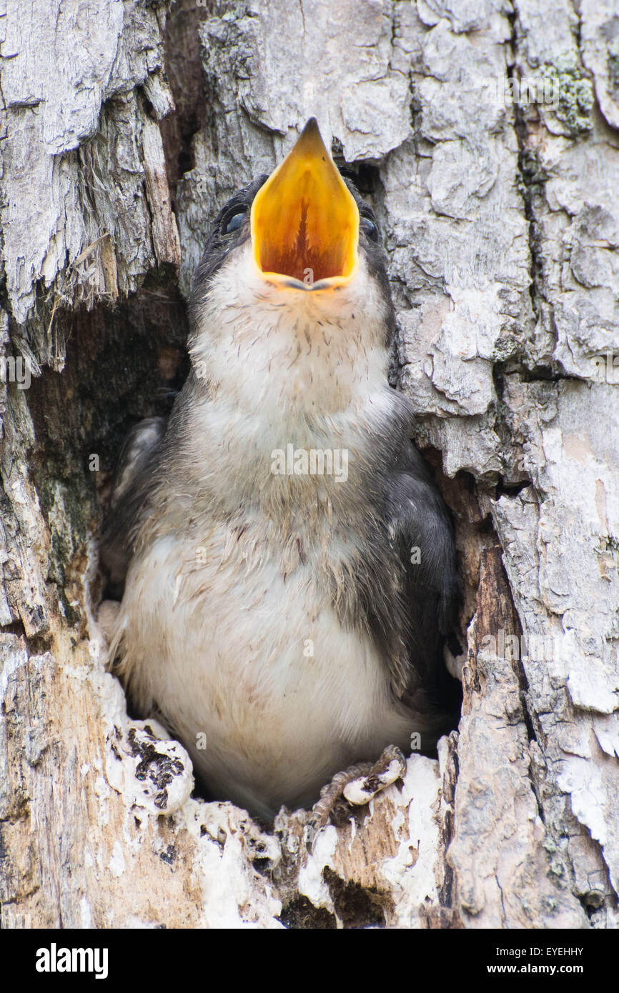 Une jeune hirondelle bicolore (Tachycineta bicolor) appels de nourriture de leur nid. Banque D'Images